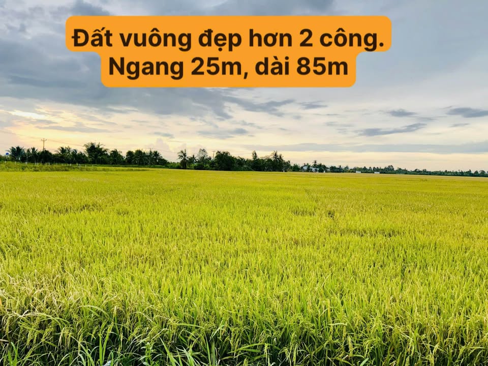 Đất nông nghiệp 2125m² Thạnh Lộc, An Giang giá 750 triệu - Sổ hồng riêng, pháp lý rõ ràng!