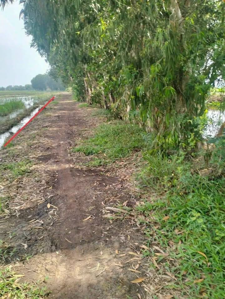 Đất lúa 2093m² tại xã Tân Thạnh Đông, Củ Chi - Giá chỉ 2.013 tỷ VND!