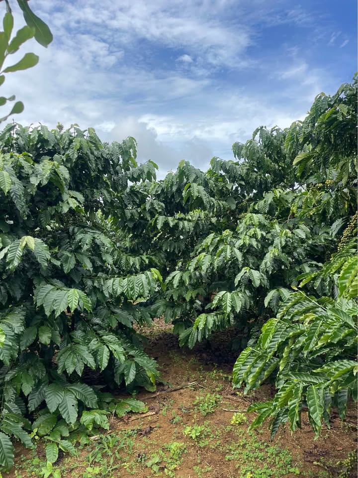 Đất nền Đinh Trang Thượng 27.000m² giá 5.4 tỷ - Đầu tư sinh lời hấp dẫn!