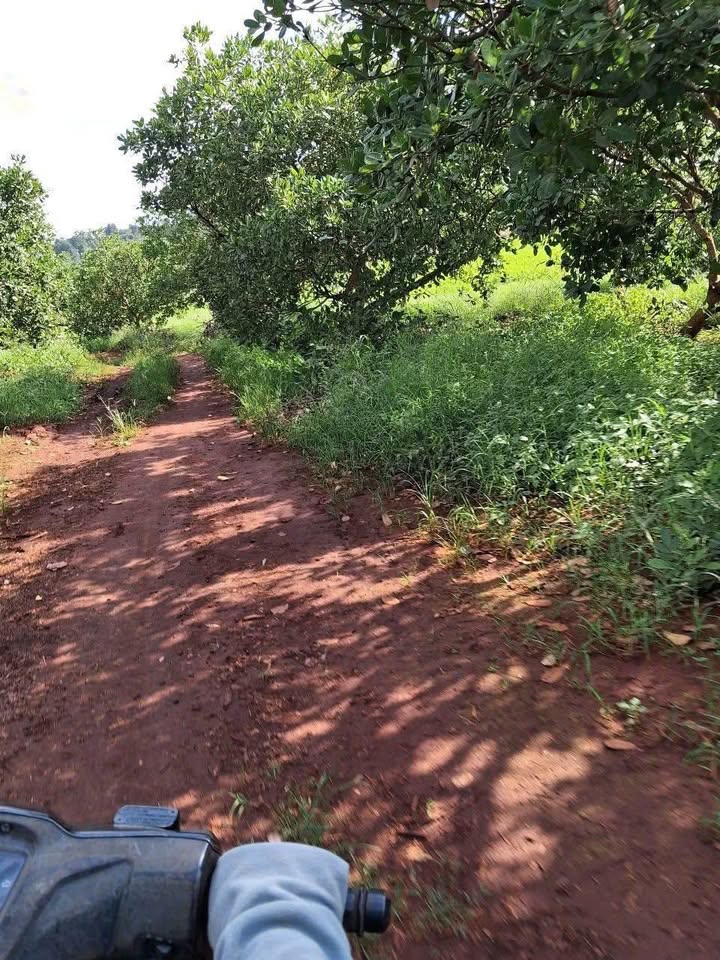 Đất nền 30.000m² tại Ia Pnôn, Đức Cơ - Giá chỉ 600 triệu - Đầu tư sinh lời ngay!