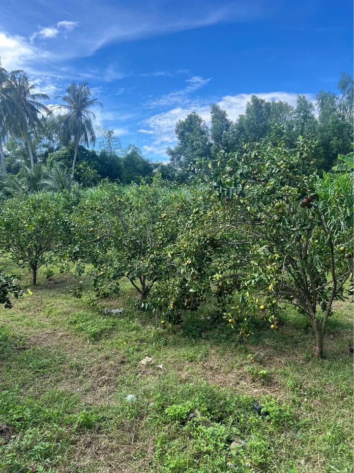 Đất mặt tiền Lê Quang Định, Pleiku 140m² giá 1 tỷ - Cơ hội đầu tư hấp dẫn!