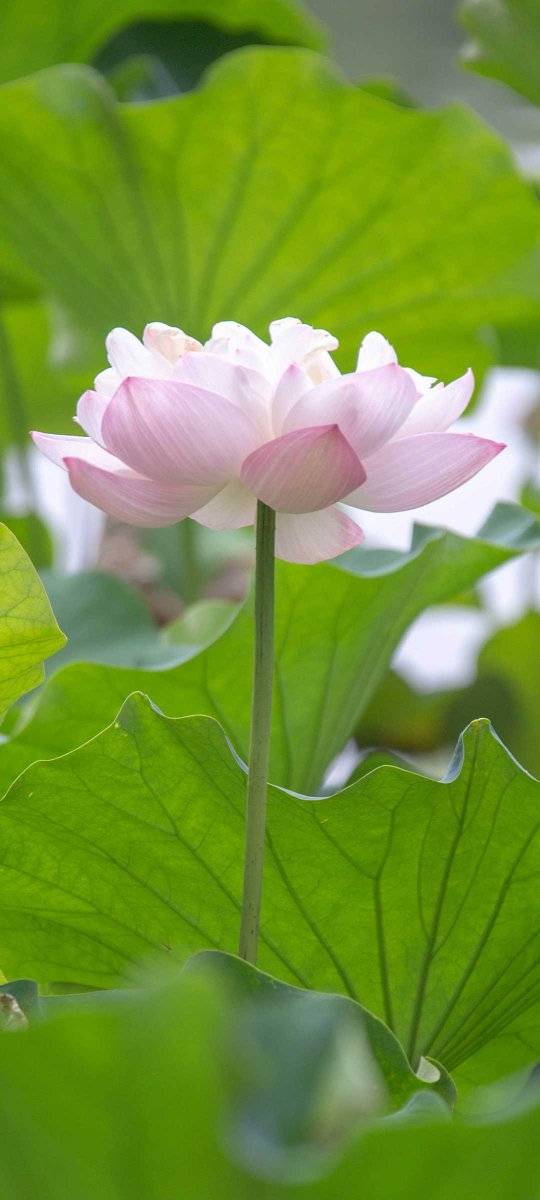 Nhà riêng Dĩ An 95m² giá 1.6 tỷ - Chính chủ bán gấp!