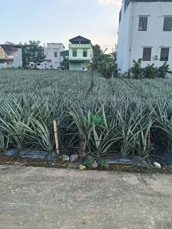 Đất nền Tam Điệp 133m² giá 2.9 tỷ - Đường thông tứ phía, vị trí đắc địa!