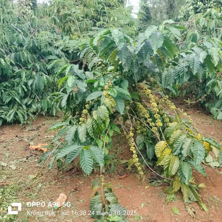 Đất nền 1ha 6 ở Ea Kuếh, Cư M'gar giá 4.4 tỷ - Đầu tư sinh lời tuyệt vời!