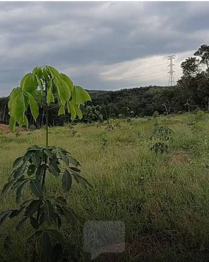 Đất Farm 1.7 Héc tại Phú Trung, Bình Phước - Giá 1.3 tỷ - Đầu tư sinh lời!