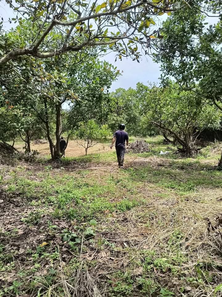 Đất Farm 2.3ha tại Ia Chía, Gia Lai giá 1.2 tỷ - Thương lượng linh hoạt!