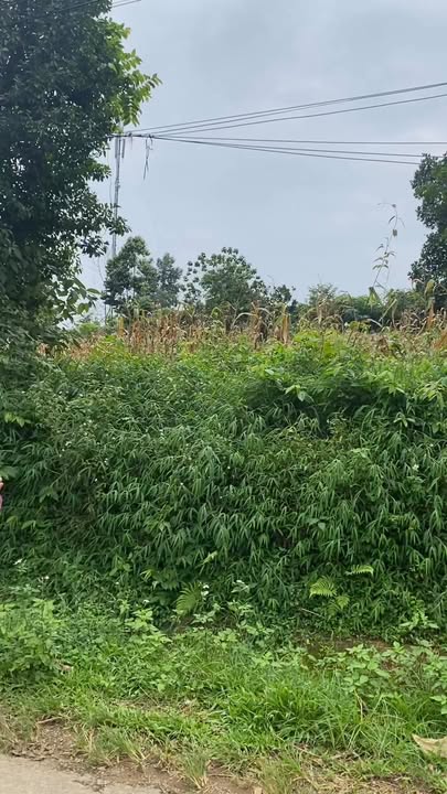 Đất thổ cư 800m² tại Long Tân, Lương Sơn giá 4 tỷ - Cơ hội đầu tư hiếm có!