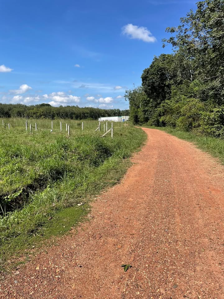 Đất nền Long Tân Dầu Tiếng 250m² giá 400 triệu - Cơ hội đầu tư sinh lời!