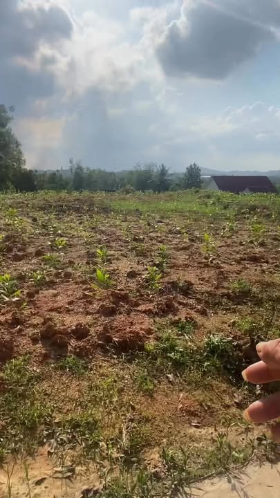 Đất thổ cư Nghĩa Lộc 480m² - Vị trí đắc địa gần trường học và nhà văn hóa