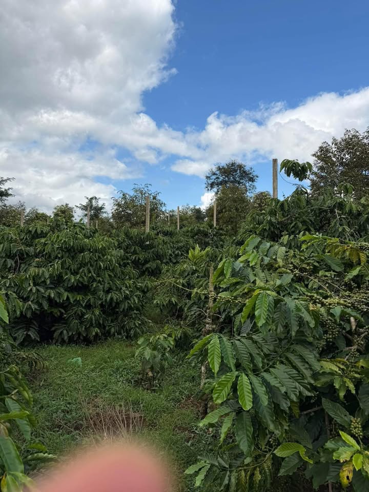 Đất nền Buôn Hồ 93.000m² giá thỏa thuận - Cơ hội đầu tư lý tưởng!