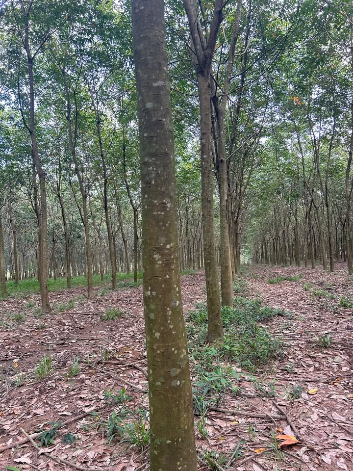 Đất nền 1ha tại xã Phước Thành, Bình Dương - Giá chỉ 4.6 tỷ, sổ đỏ chính chủ!