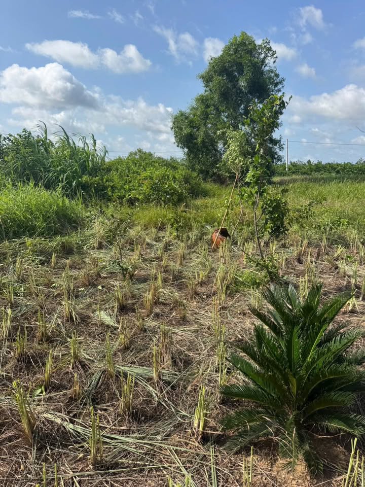 Đất vườn 2380m² xã Tân Phú Đông, Tiền Giang - Giá chỉ 600 triệu, view kênh tuyệt đẹp!