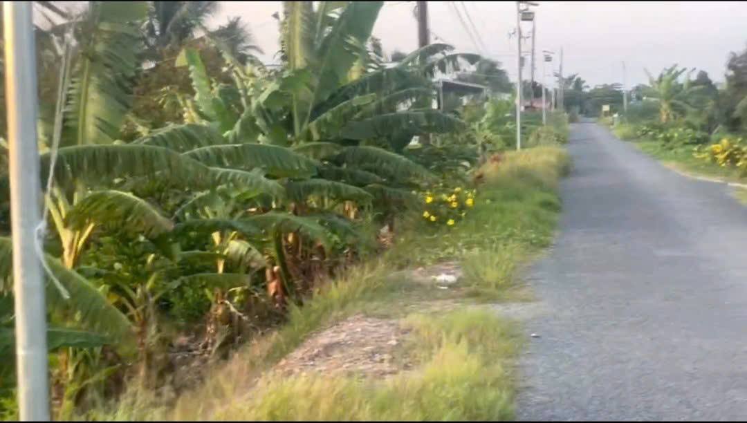 Đất trồng sầu riêng tại Mỹ An, Mang Thít 2750m² - Cơ hội đầu tư hấp dẫn!