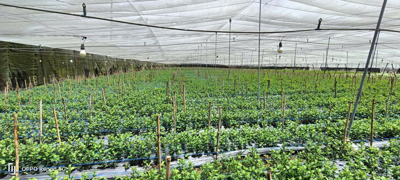 Đất sào xã Quảng Lập, huyện Đơn Dương 8953m² chỉ 2.685 tỷ - Cơ hội đầu tư tuyệt vời!