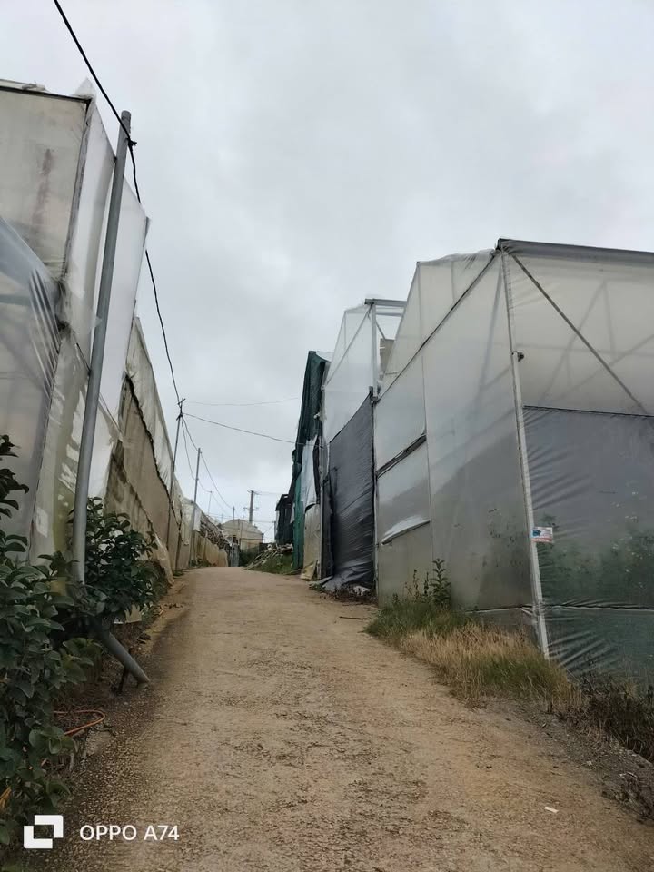 Đất nền phường 8, Đà Lạt 70m² giá chỉ 750 triệu - Cơ hội đầu tư hấp dẫn!