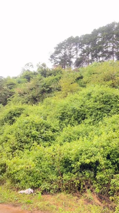 Đất thổ cư 1000m² xã Nam Ban, Lâm Hà chỉ 300 triệu - Cơ hội đầu tư tuyệt vời!