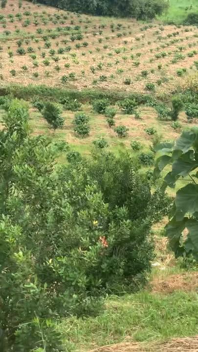 Đất thổ cư 1,3ha tại Quảng Tâm, Tuy Đức - Giá chỉ 600 triệu, cơ hội đầu tư hấp dẫn!