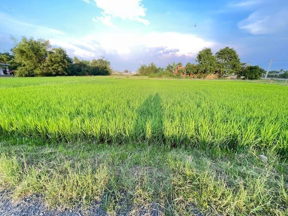 Đất thổ cư Tân Mỹ Đức Hòa 105m² giá 500 triệu - Đầu tư sinh lời ngay!