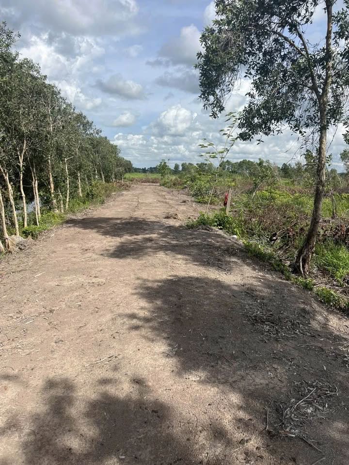 Đất vườn Tân Thạnh Tây 3300m² giá 3.3 tỷ - Cơ hội đầu tư hiếm có!