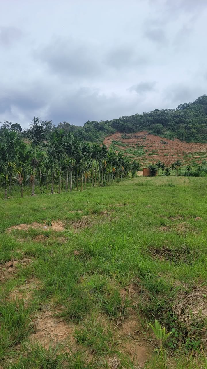 Đất nền 1.6ha tại Dray Bhăng, Cư Kuin - Cơ hội đầu tư tuyệt vời!