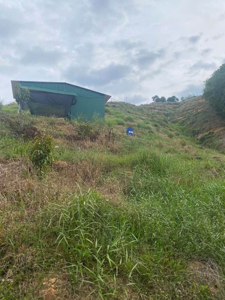 Đất Farm Đà Kho 30.000m² giá 1.5 tỷ - Sổ đỏ chính chủ, trồng 500 cây sầu riêng!