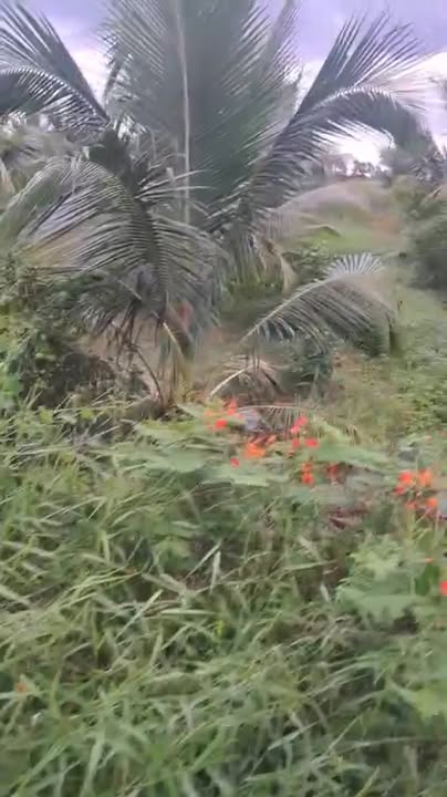 Đất mặt tiền Quốc lộ 54 xã Phong Thạnh, Cầu Kè, 560m² - Giá chỉ 800 triệu!