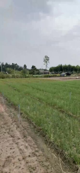 Đất trồng cây 1,2 hecta tại Phường Kim Dinh, Bà Rịa - Vũng Tàu chỉ 30 tỷ - Cơ hội đầu tư tuyệt vời!