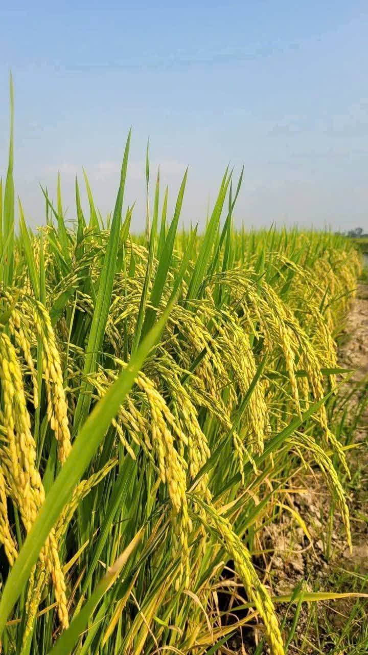 Đất nông nghiệp 4700m² xã Phú Lễ, Ba Tri, Bến Tre - Giá chỉ 747.3 triệu