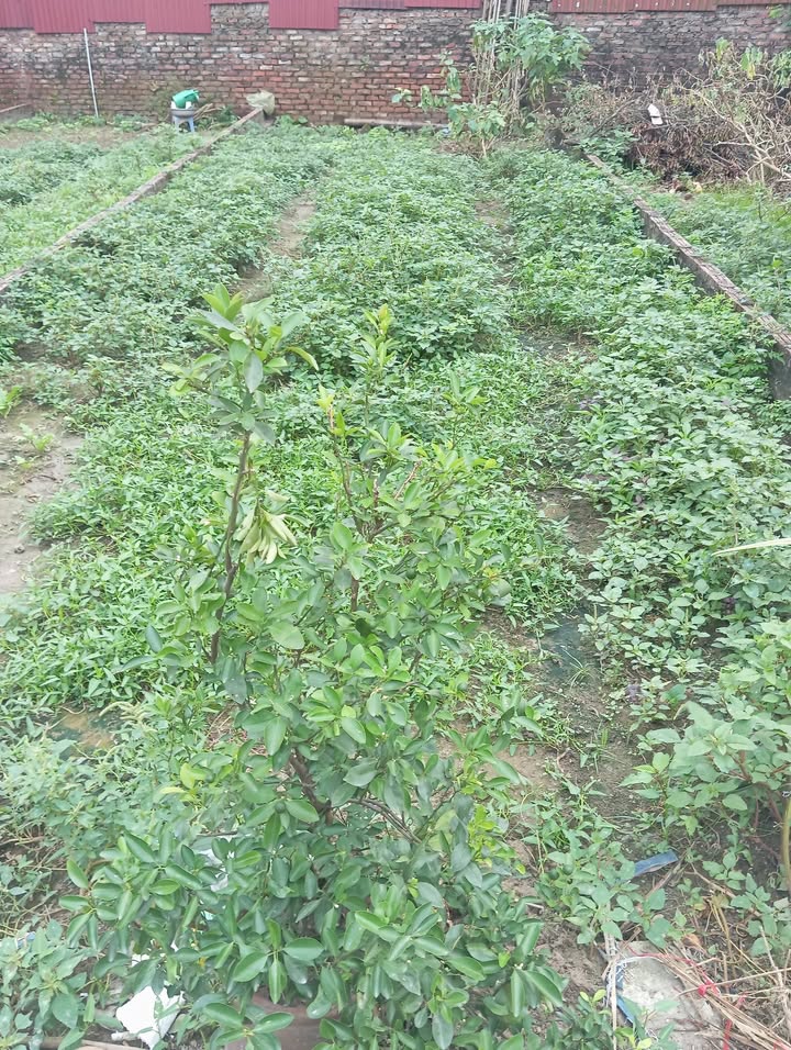 Đất nền chính chủ tại Việt Hưng - Long Biên 65m² giá 4.85 tỷ - Tiềm năng sinh lời cao!