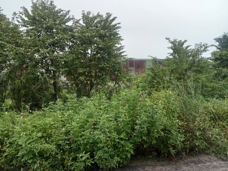 Đất nền Phước Vĩnh An, Củ Chi 100m² giá 1.85 tỷ - Cơ hội đầu tư tuyệt vời!