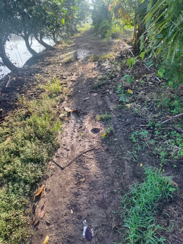 Farm 3 công 2 vườn sầu riêng Monthong và chanh tại Tân Hội Trung, Đồng Tháp - Đất vuông vắn, giá tốt!