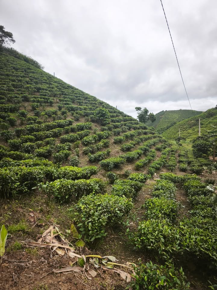 Đất vườn chè 1600m² tại Thôn 8, Đại Lào - Giá 650 triệu, sổ đỏ chính chủ!