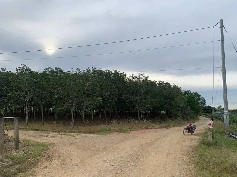 Đất Farm 2,3ha tại Thôn Lập Sơn, Bình Thuận, giá chỉ 3.68 tỷ - Đầu tư sinh lời ngay!