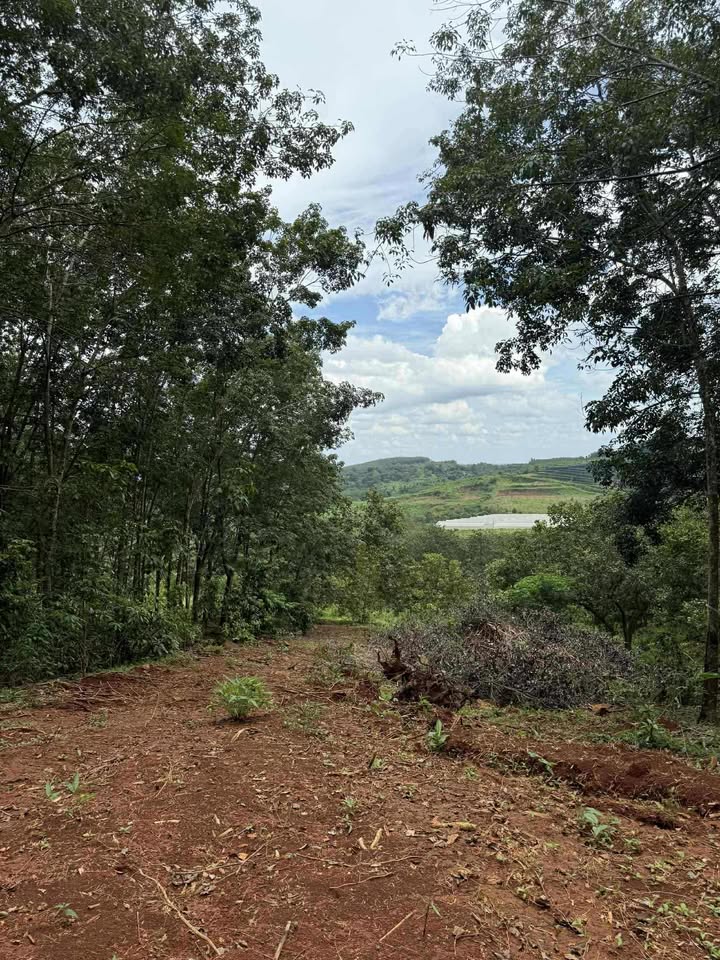 Đất rẫy Tân Lợi, Đồng Phú 2,2ha giá chỉ 900 triệu - Cần bán gấp!