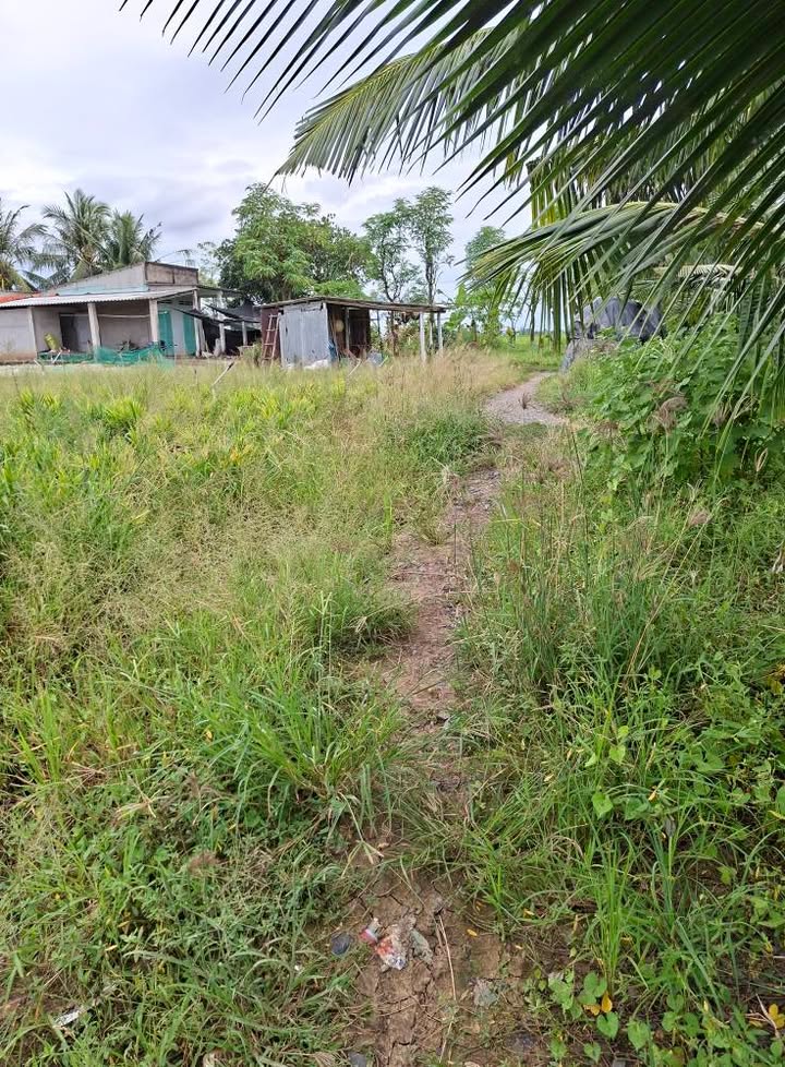 Đất ruộng 5000m² xã Bình Nghị giá chỉ 230 triệu - Cơ hội đầu tư hấp dẫn!