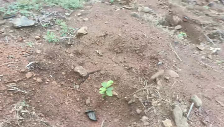 Đất rẫy 10ha xã Ia Le, Giá 1.5 tỷ - Cơ hội đầu tư hấp dẫn!