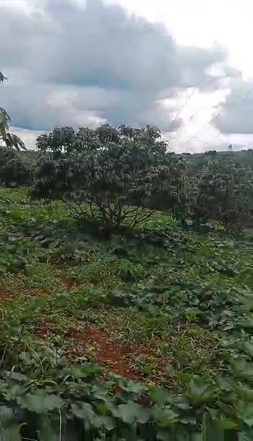 Đất nền 80.000m² tại Quảng Tâm, Tuy Đức - Đầu tư sinh lời hấp dẫn!