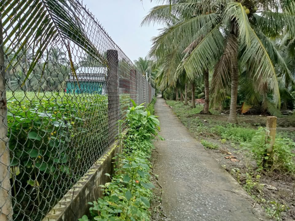 Đất vườn 1.025m² xã Bình Ninh, Chợ Gạo - Giá chỉ 870 triệu, phù hợp trồng cây ăn trái!