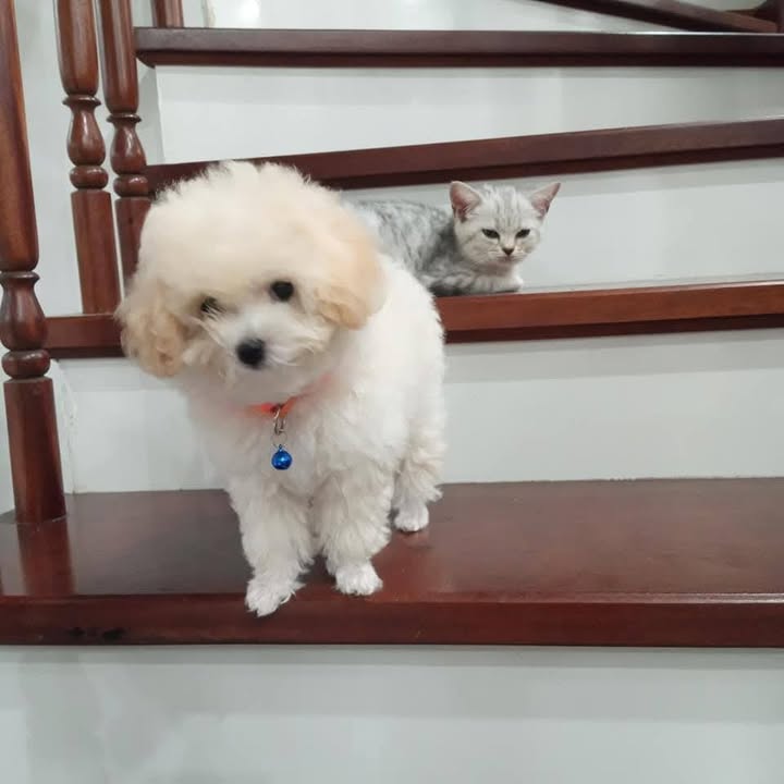 Nhà vườn liền kề 120m² khu đô thị mới Lê Trọng Tấn, Hà Đông - Giá chỉ 20 tỷ!