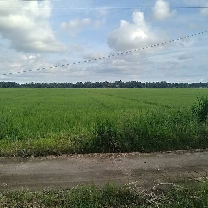 Đất ruộng 7000m² An Phú Trung Ba Tri - Giá chỉ 5.6 tỷ VND, giao thông thuận lợi!