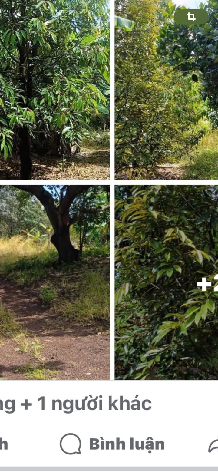 Mảnh vườn trái cây 14,400m² tại Thiện Hưng - Giá chỉ 480 triệu, không thể bỏ lỡ!