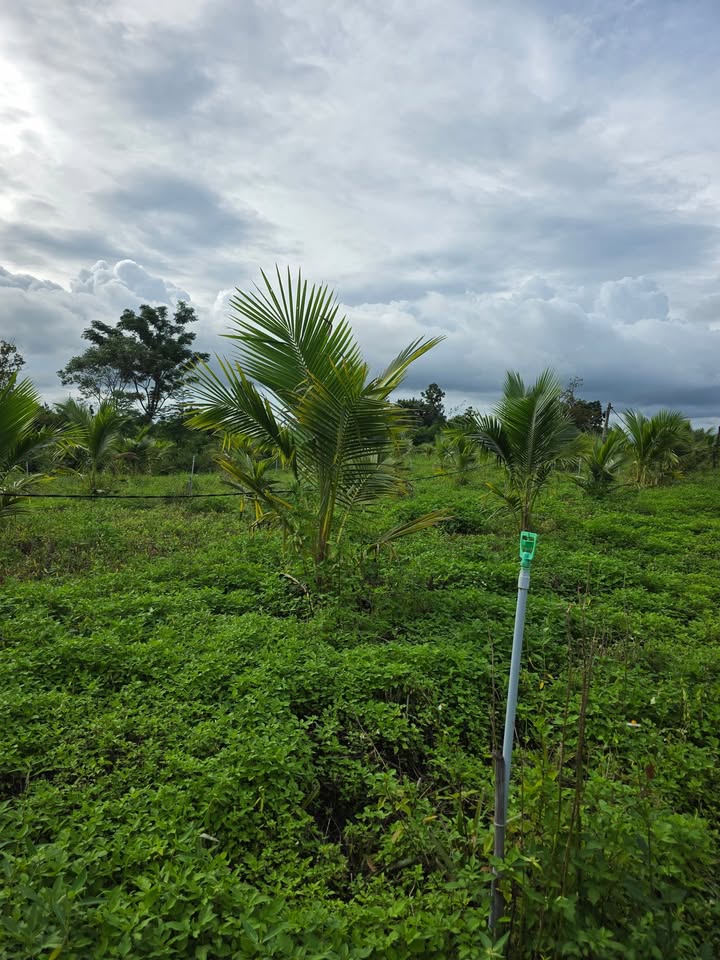 Lô đất Farm 1,7 ha tại xã H Bông, Chư Sê, Gia Lai - Giá chỉ 1,3 tỷ, sẵn sàng ở ngay!