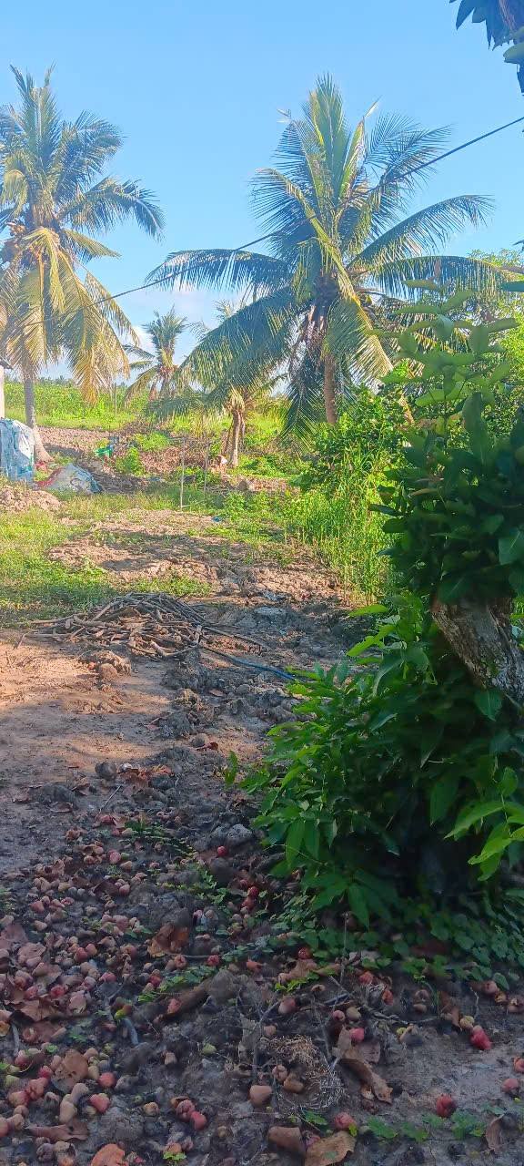 Đất vườn Ninh Bình, Tam Bình 113000m² giá 2.3 tỷ - Đang cho trái cam tươi ngon!