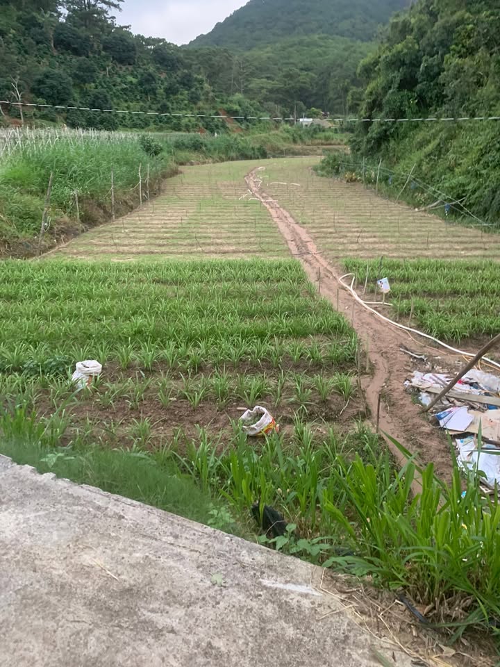 Đất nông nghiệp 3,5 sào tại Lạc Xuân, Đơn Dương - Sổ đỏ chính chủ giá 2.52 tỷ