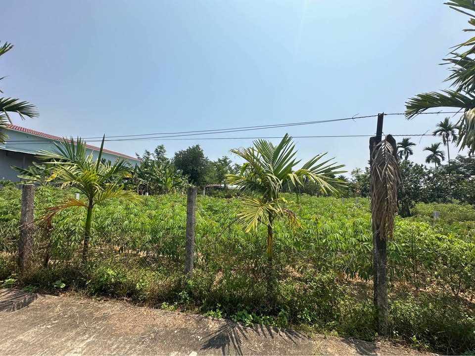 Đất nền Tam Ngọc 700m² giá 1.3 tỷ - Đầu tư sinh lời ngay!