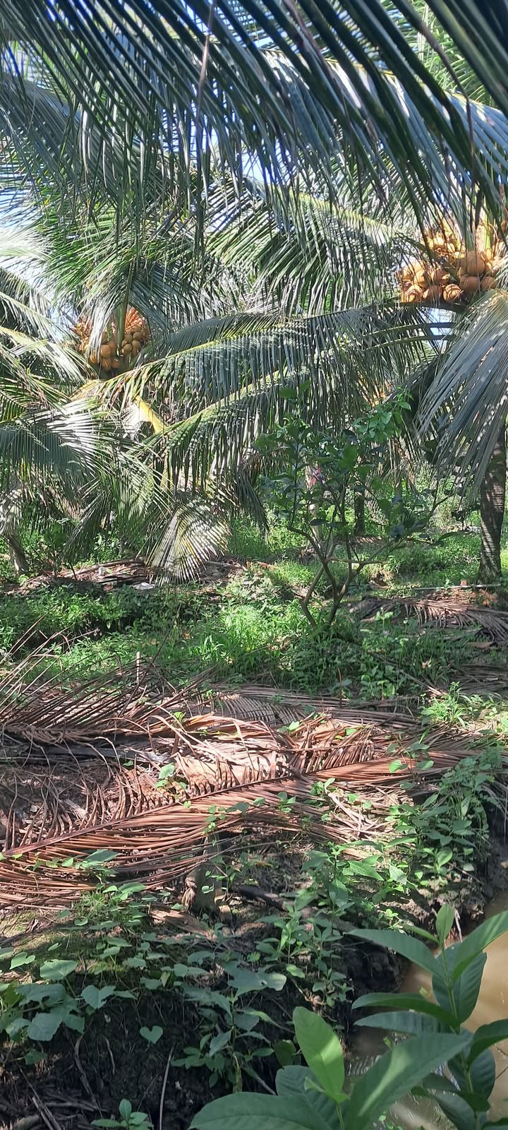 Đất nền 1155m² tại xã Song Bình, huyện Chợ Gạo giá chỉ 850 triệu - Đầu tư sinh lời ngay!