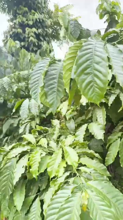 Bán vườn cà phê 3.6ha tại xã Ia Lang, Đức Cơ - Giá chỉ 3.5 tỷ!