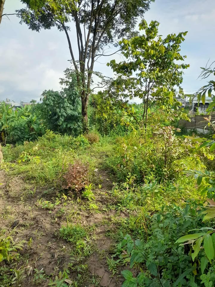 Đất vườn 2000m² tại hẻm 141 Võ Nguyên Giáp - Cơ hội đầu tư hấp dẫn!