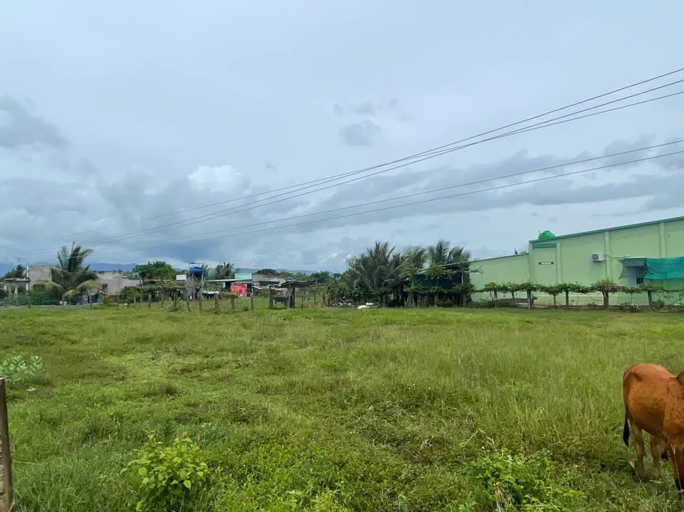 Đất nông nghiệp 4500m² tại Thuận Hòa, Hàm Thuận Bắc - Giá chỉ 440 triệu