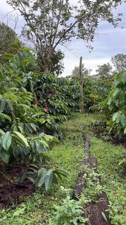 Đất Farm Ea Ral 3600m² giá 200 triệu - Kinh doanh thuận lợi!